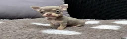 Chihuahua dogs for sale: 🐶Tiny exquisite RARE blue, Lilac & Chocolate Tri  - Advert 12