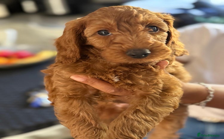 Labradoodle dogs in Ware - Advert 4