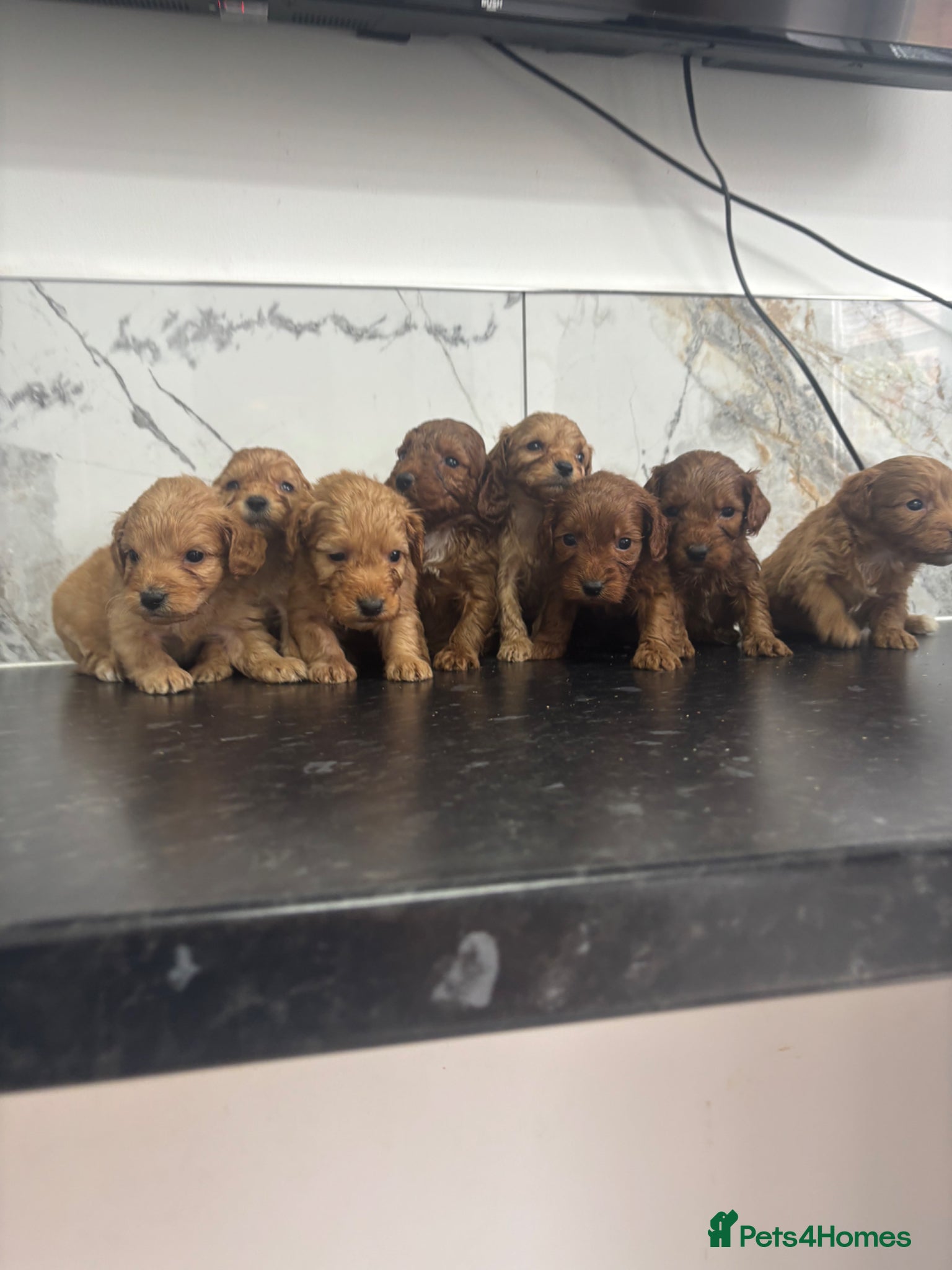Maltipoo dogs Quality maltipoo puppies - Advert 1