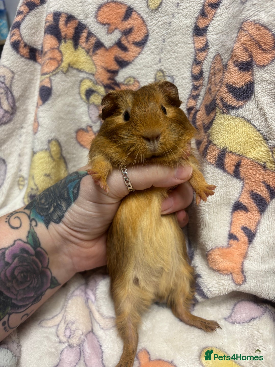 Guinea Pig rodents for sale: 2 beautiful girl piggys  - Advert 14
