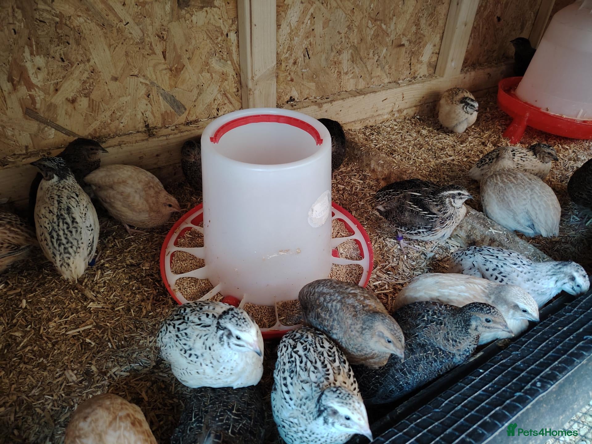 Quail poultry for sale: 🐣Mixed Colour Quail – Males & Females sexed - Advert 2