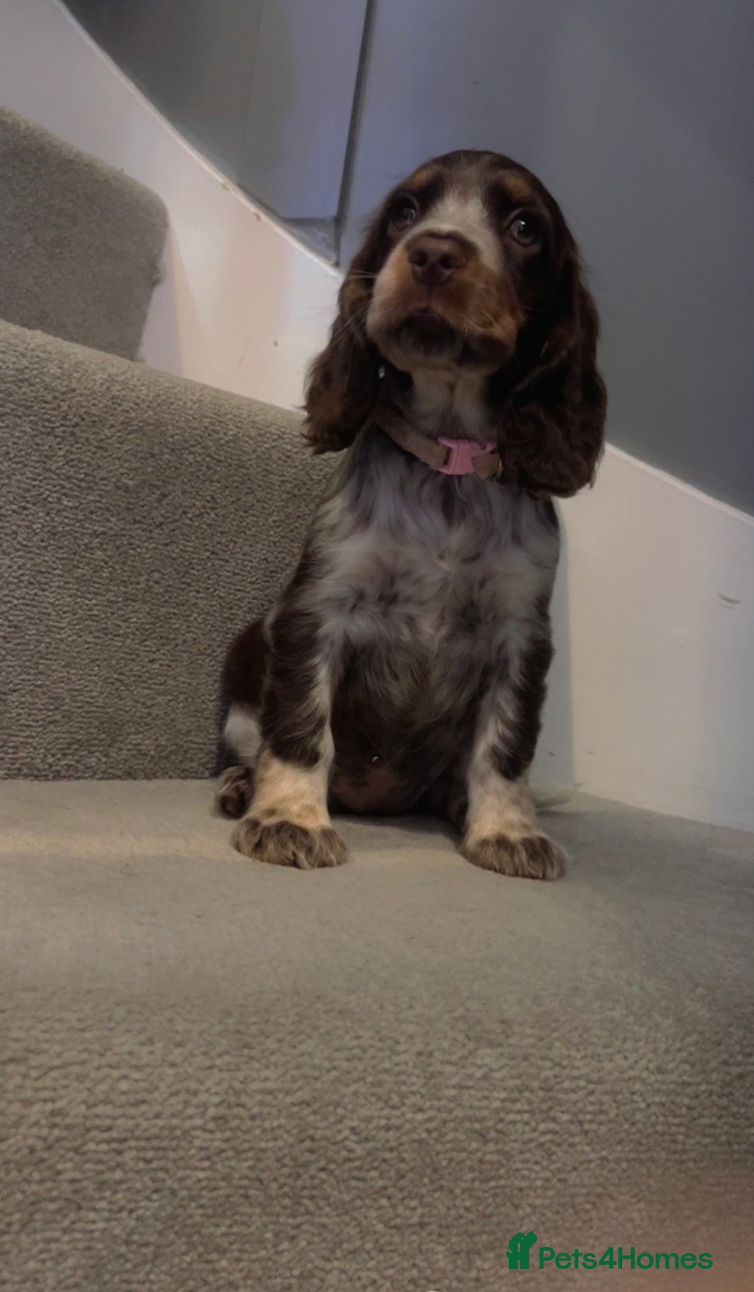 Cocker Spaniel dogs for sale: Cocker spaniel puppies  - Image 7