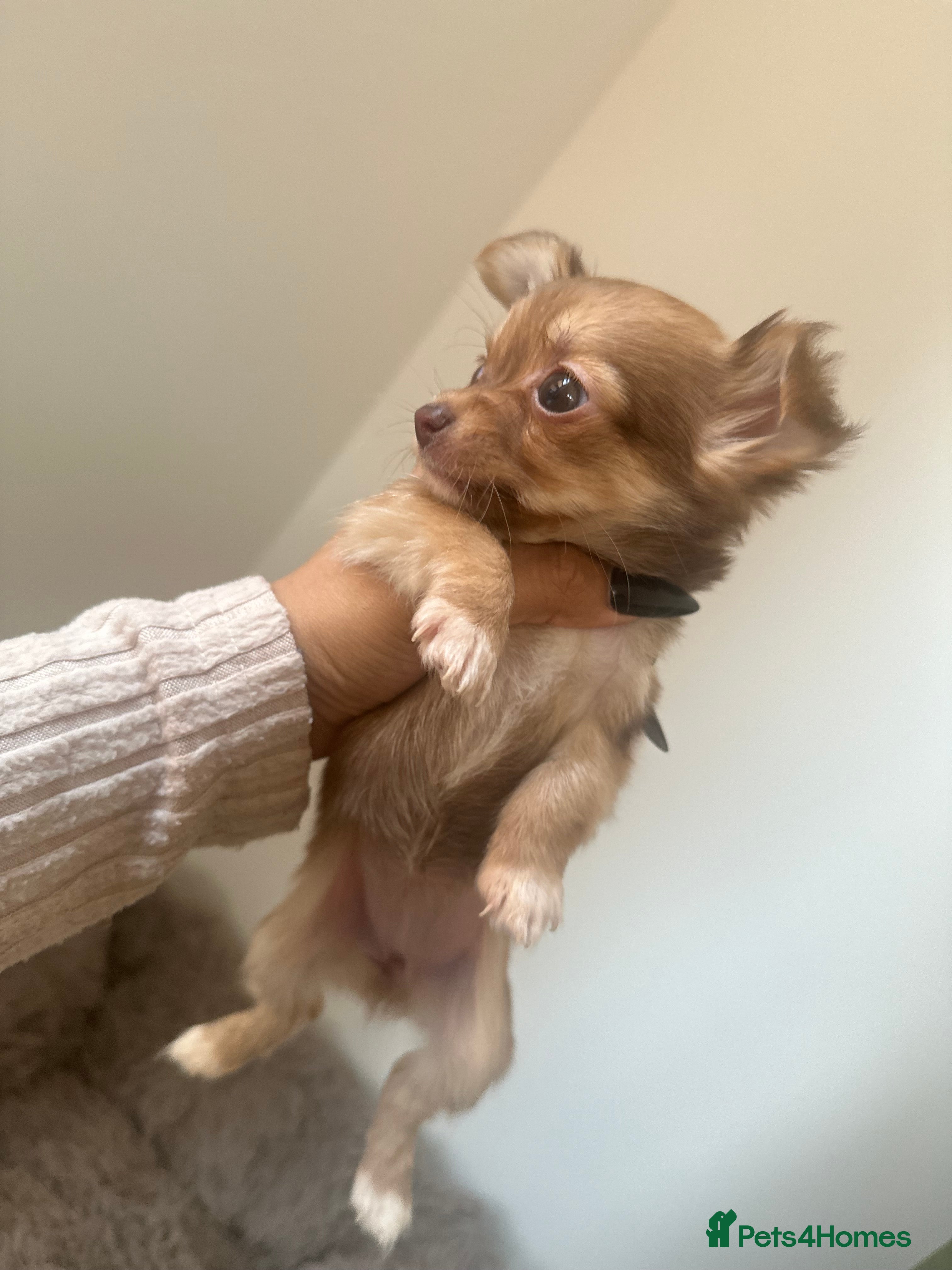 Chihuahua dogs Two Beautiful Female Chocolate Chihuahua Puppies - Advert 12