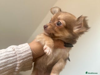 Chihuahua dogs Two Beautiful Female Chocolate Chihuahua Puppies - Advert 12