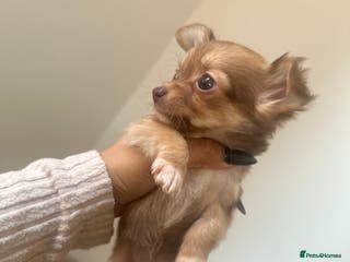 Chihuahua dogs Two Beautiful Female Chocolate Chihuahua Puppies - Advert 1