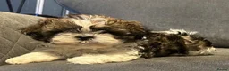 Shih Tzu dogs for sale: Shih Tzu puppies ready now - Advert 6