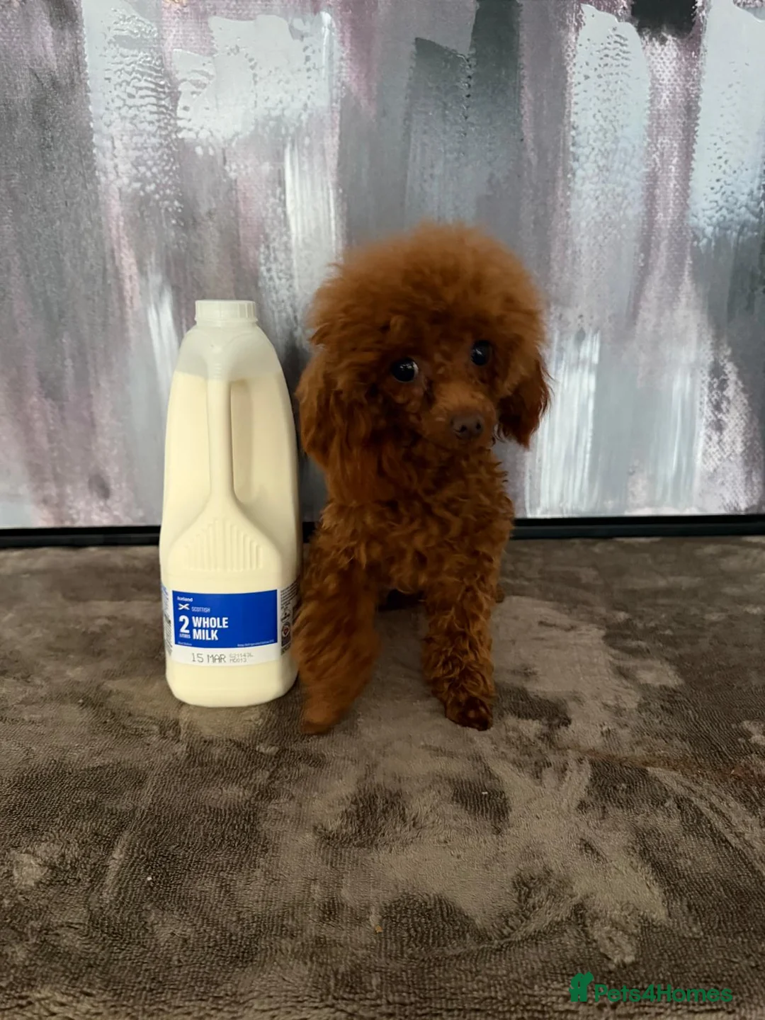 Toy Poodle dogs for sale: Yr old tiny toy poodle bitch - Advert 3