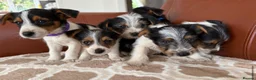 Mixed Breed dogs for sale: Yorkshire terrier X Jack Russell in Harlow - Advert 14