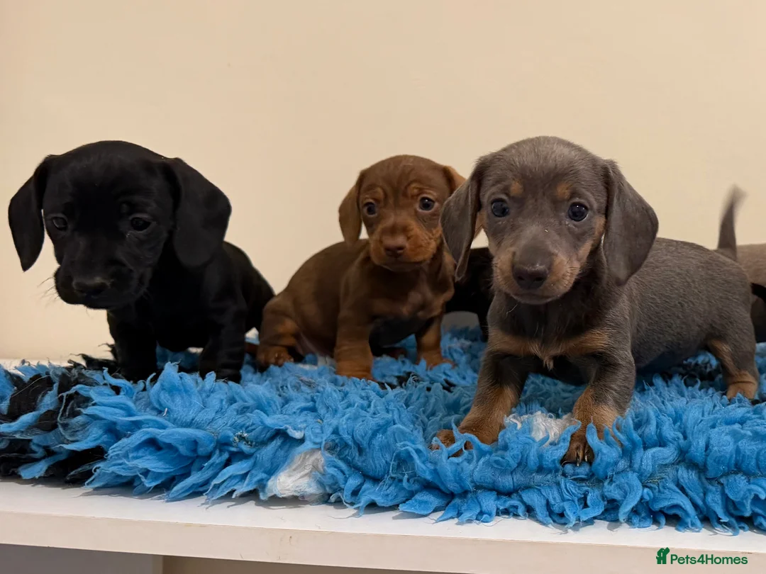 Miniature Dachshund dogs for sale: Miniature dachshund puppies in Marlborough - Advert 2