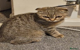 Scottish Fold cats for sale: Full pedigree Scottish Fold kitt(ready to go now)  - Image 13