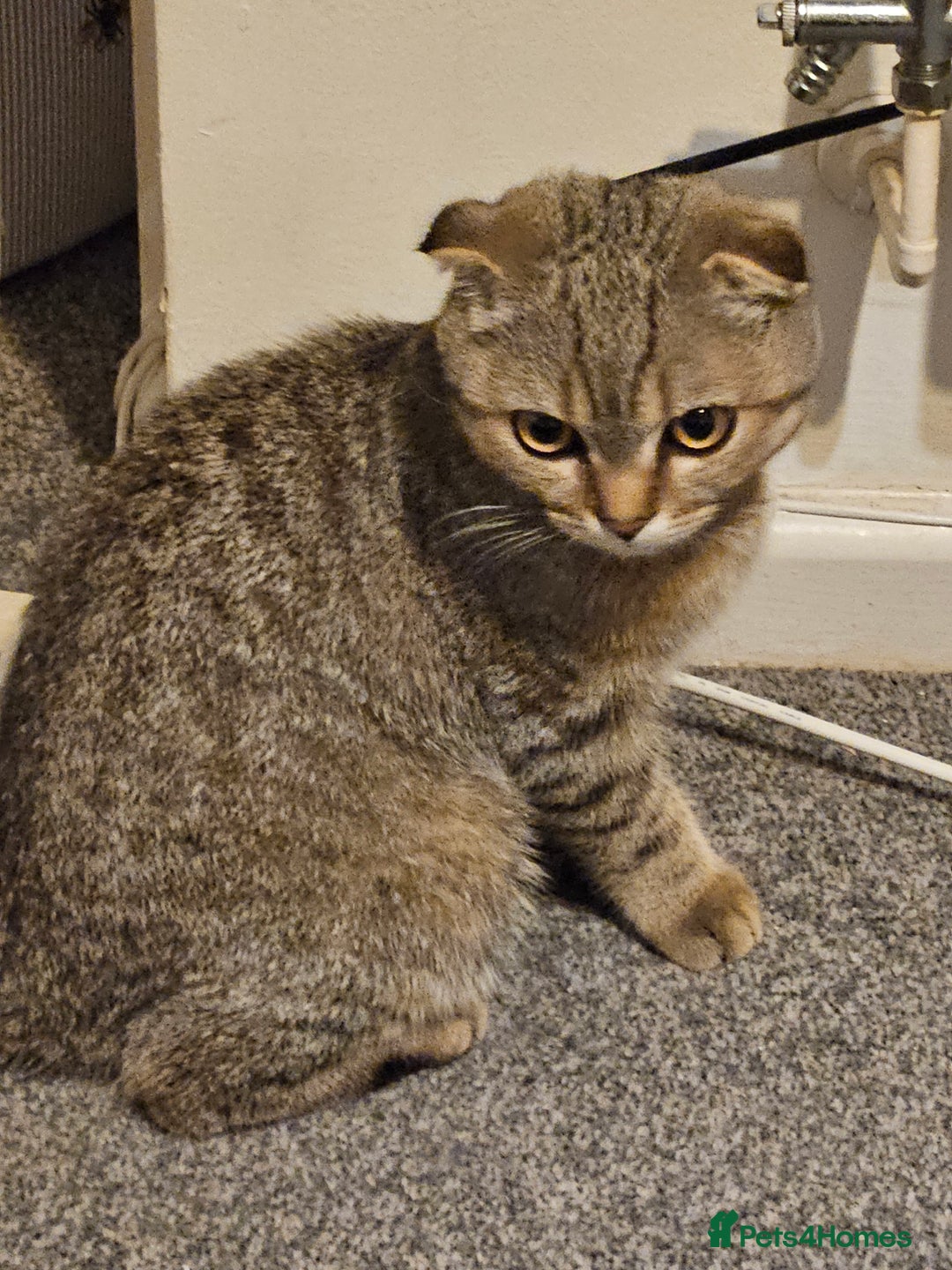 Scottish Fold cats for sale: Full pedigree Scottish Fold kitt(ready to go now)  - Image 13