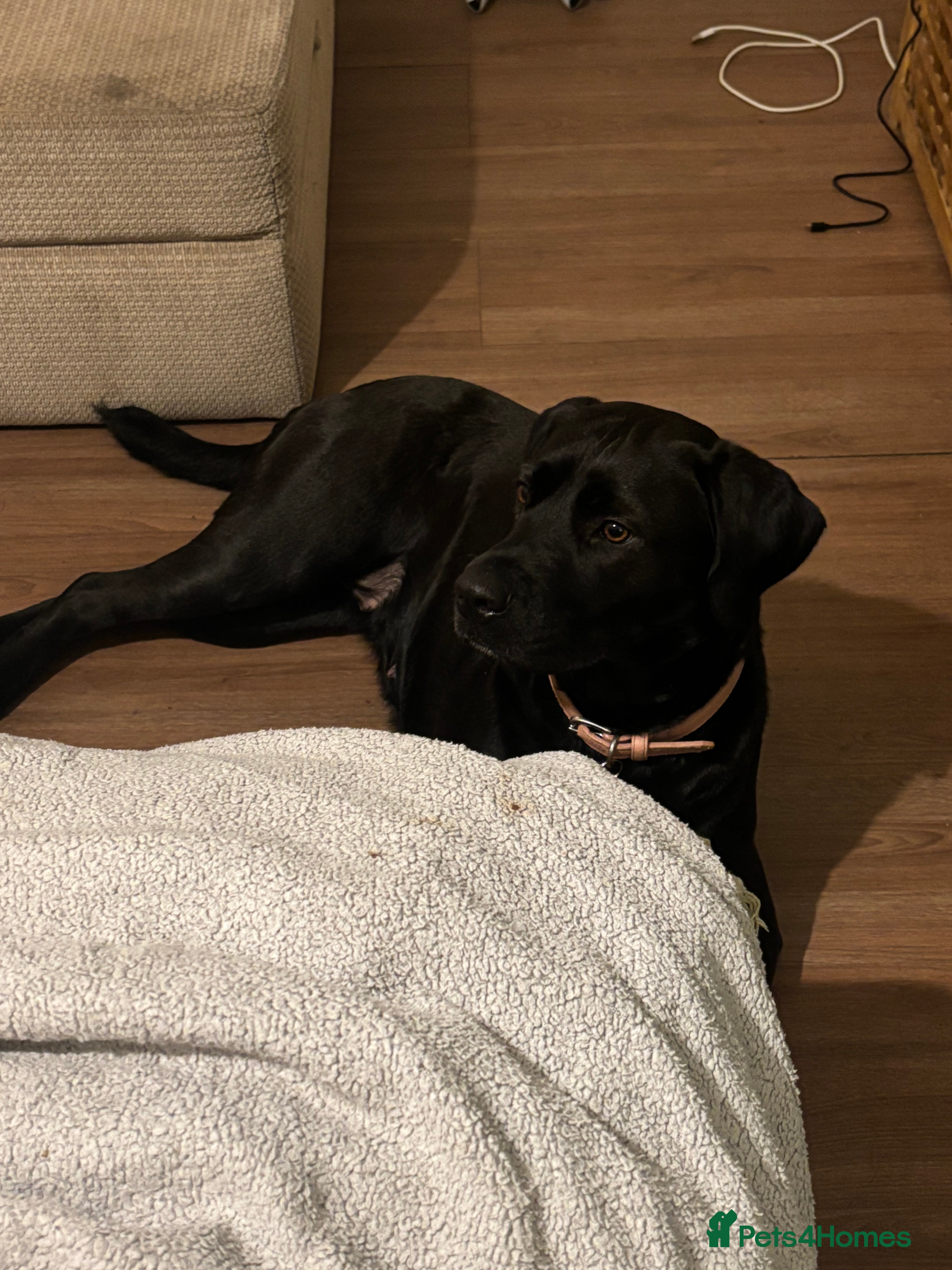 Mixed Breed dogs FREE 2 year old female mastador  - Advert 2