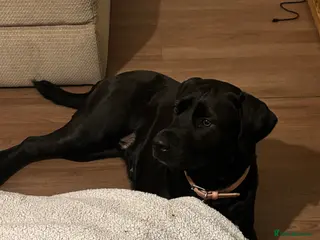 Mixed Breed dogs 2 year old female mastador - Advert 8