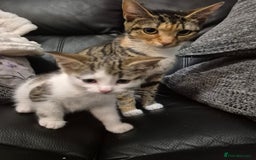 Mixed Breed cats for sale: Beautiful female kitten for sale - Advert 10