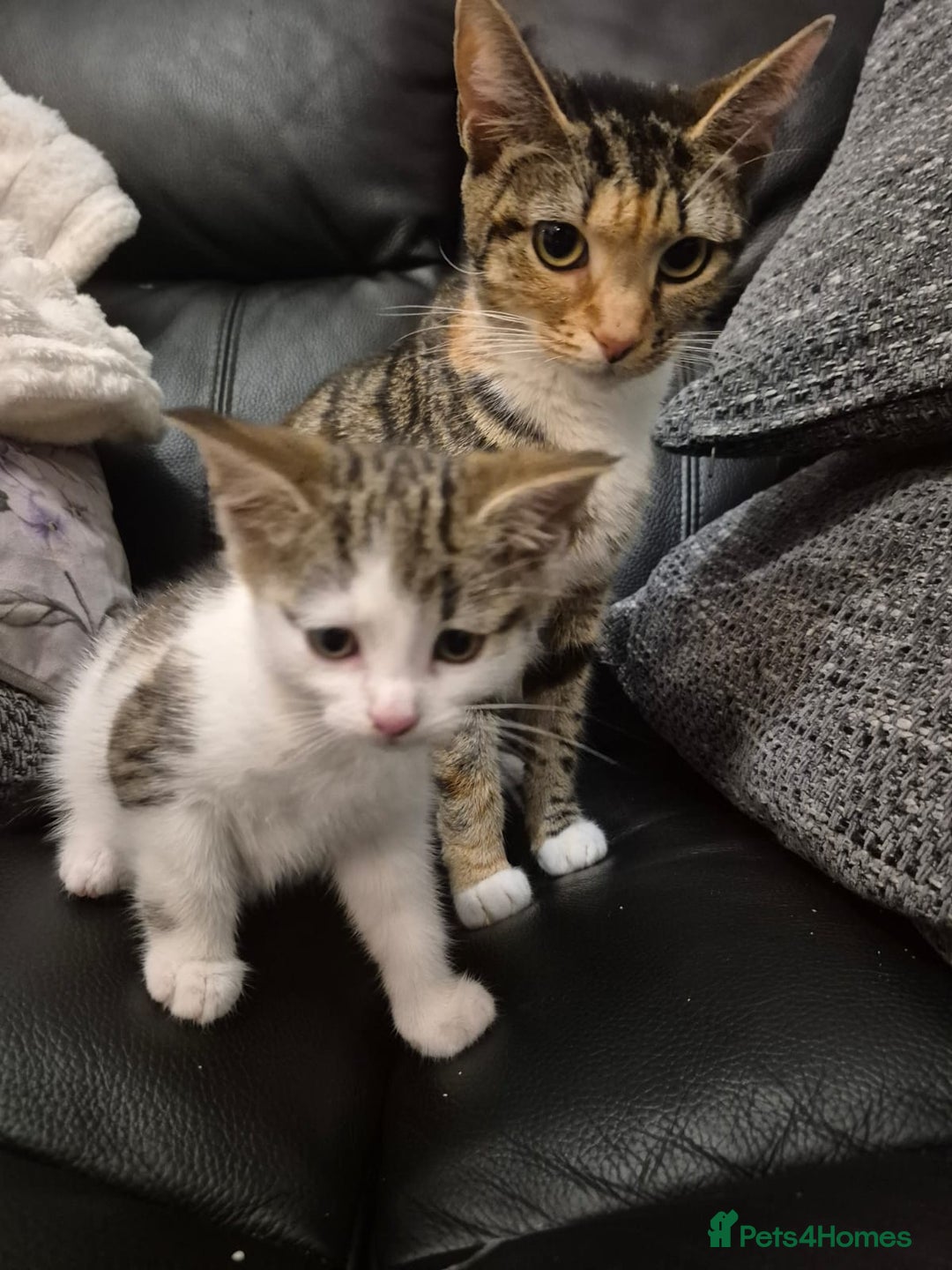 Mixed Breed cats for sale: Beautiful female kitten for sale - Advert 10