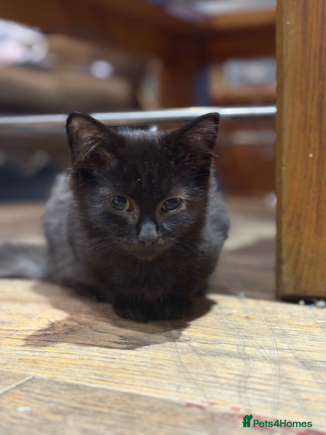 Mixed Breed cats for sale: 2 beautiful female kittens for sale - Image 14