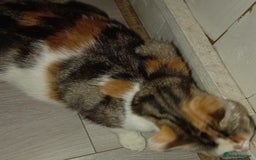 British Longhair cats for sale: Beautiful  - Image 4