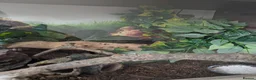 Leopard Gecko reptiles for sale: Leopard gecko with vivarium and extras in Burnley - Advert 4