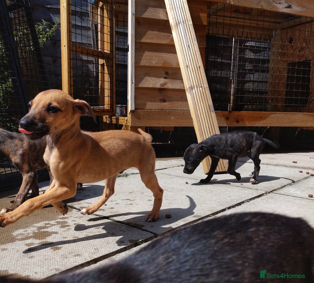 Mixed Breed dogs for sale: Lurcher puppies  - Image 9