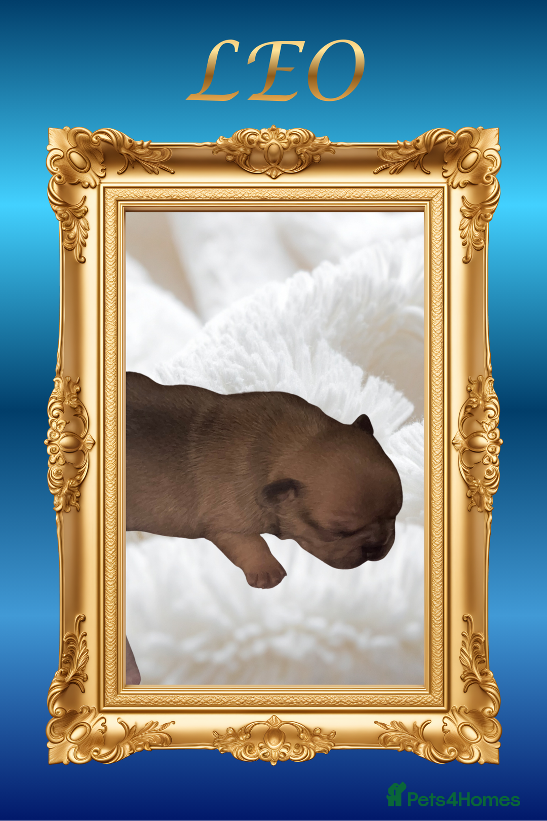 French Bulldog dogs for sale: Born Of Zeus Of Thunder - Advert 5