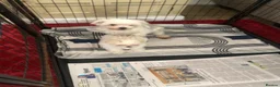 Maltese dogs for sale: Maltese puppy for sale  - Advert 11