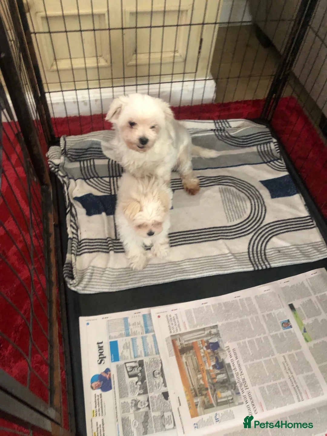 Maltese dogs for sale: Maltese puppy for sale  - Advert 11