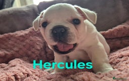French Bulldog dogs for sale: French bulldog pups ❤️ - Image 19