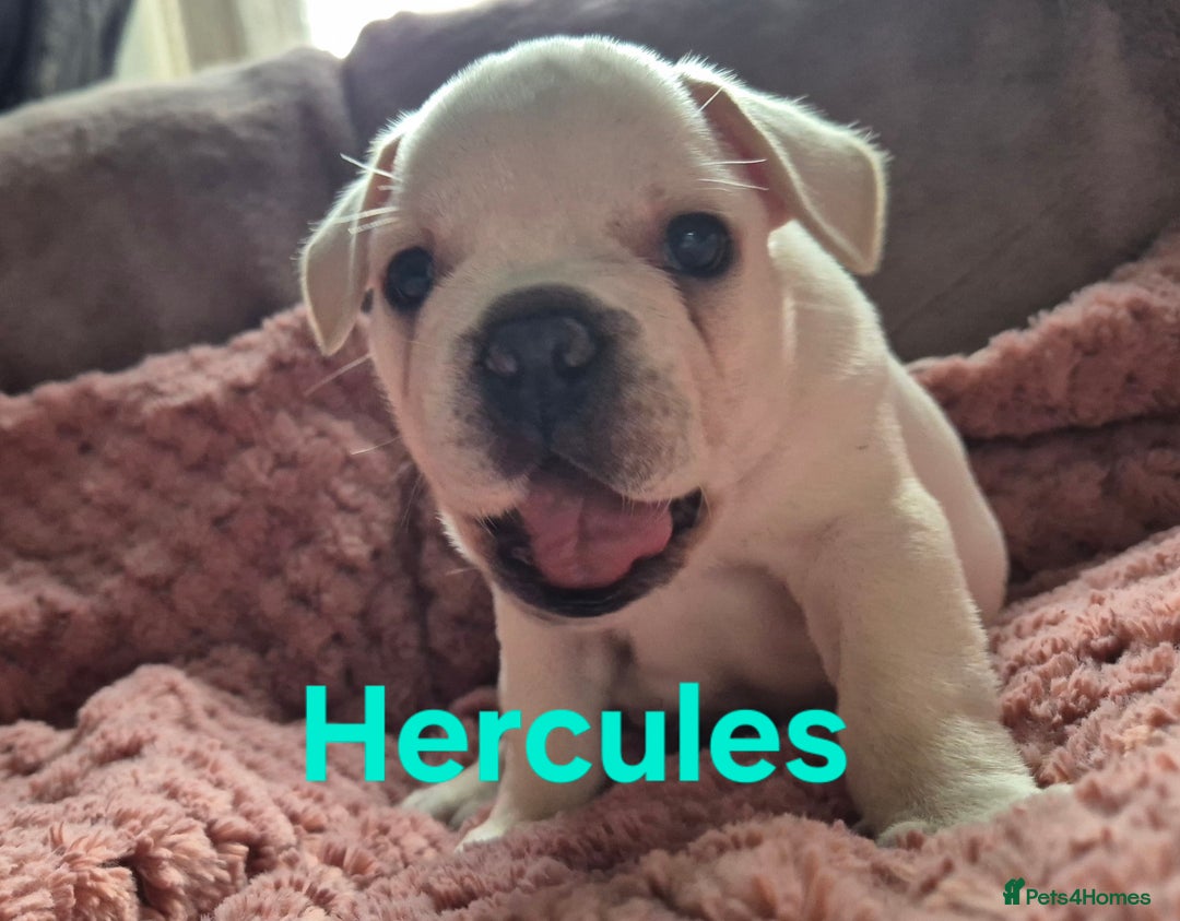 French Bulldog dogs for sale: French bulldog pups ❤️ - Image 19