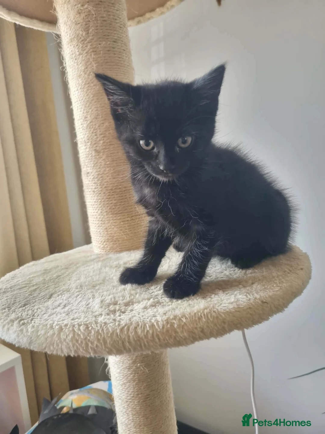 Mixed Breed cats for sale: Kittens ready now  in Rugby - Advert 2