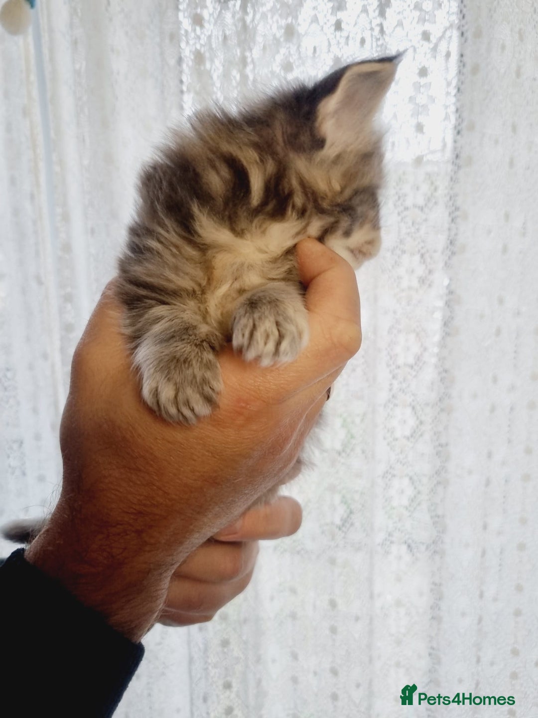 Maine Coon cats for sale: GCCF Regestered Maine Coon Kittens - Advert 6