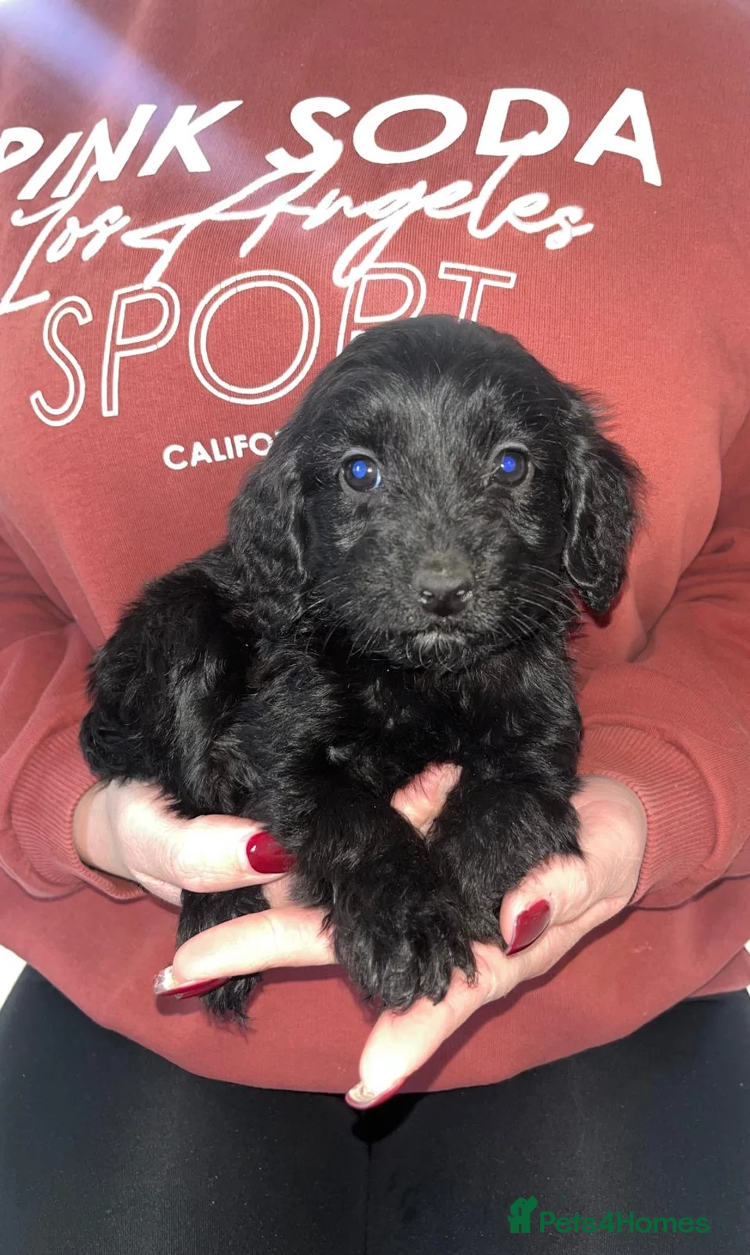 Cockapoo dogs for sale: Merle F1 Cockapoo  - Advert 10