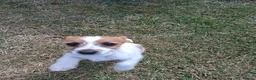 Mixed Breed dogs for sale: Beautiful Jack Russell puppies.  - Advert 2