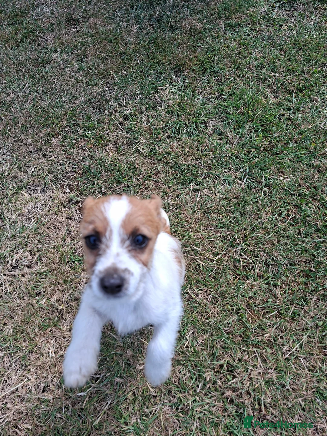 Mixed Breed dogs for sale: Beautiful Jack Russell puppies.  - Advert 2