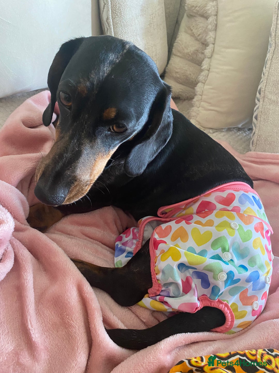 Dachshund dogs for sale: Daschund  - Image 5