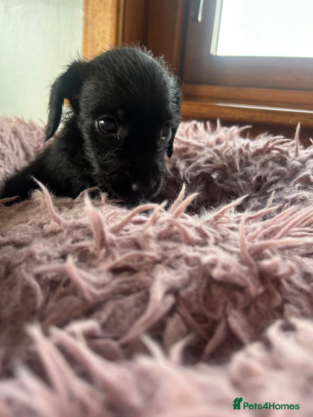 Doxiepoo dogs for sale: Beautiful doxiepoo puppies for sale  - Advert 2