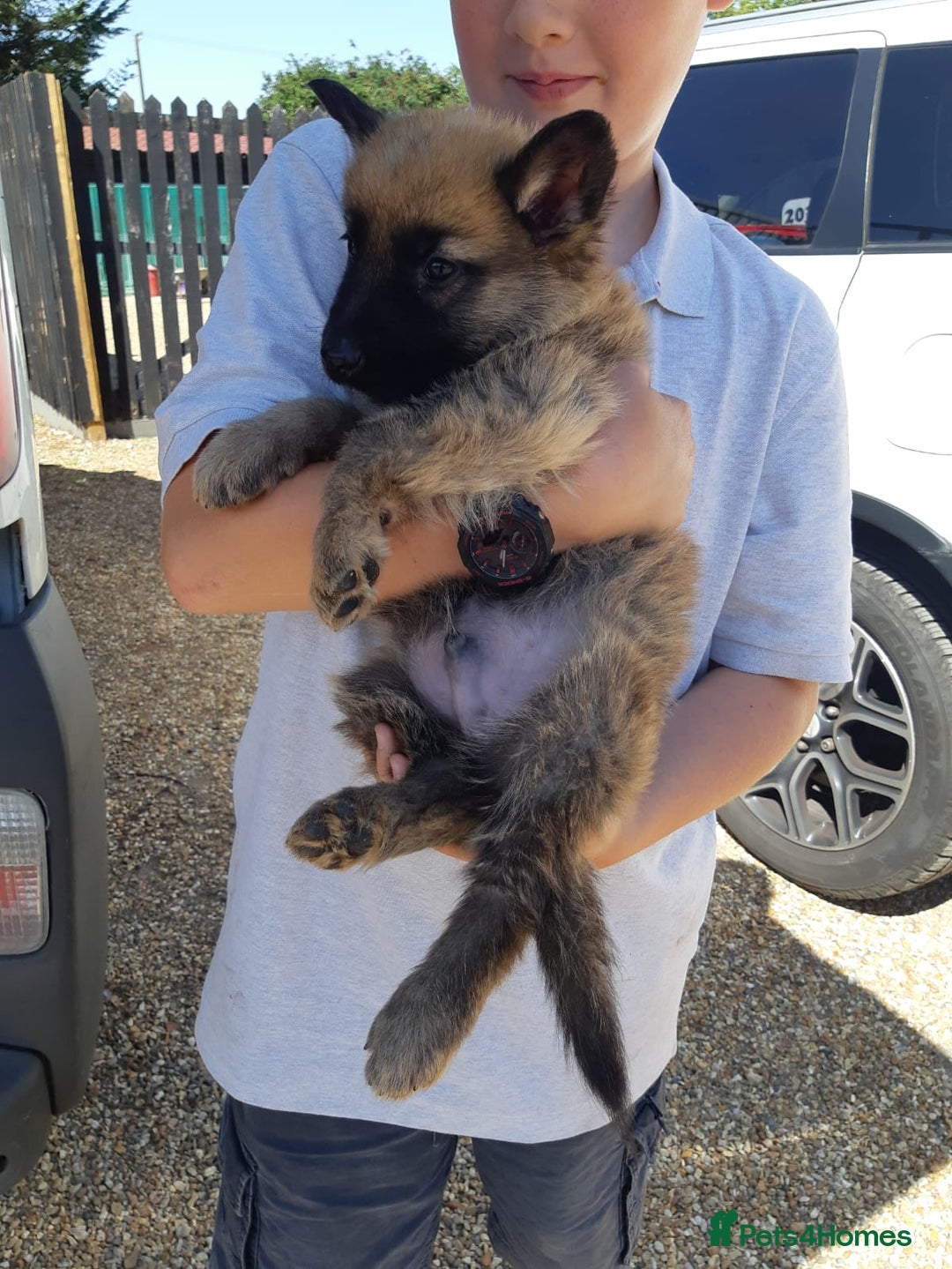 German Shepherd dogs for sale: german shepherd pups - Image 1