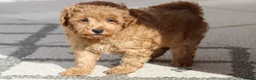 Cavapoochon dogs for sale: Cavapoochon puppies for sale Fox Red  - Advert 19