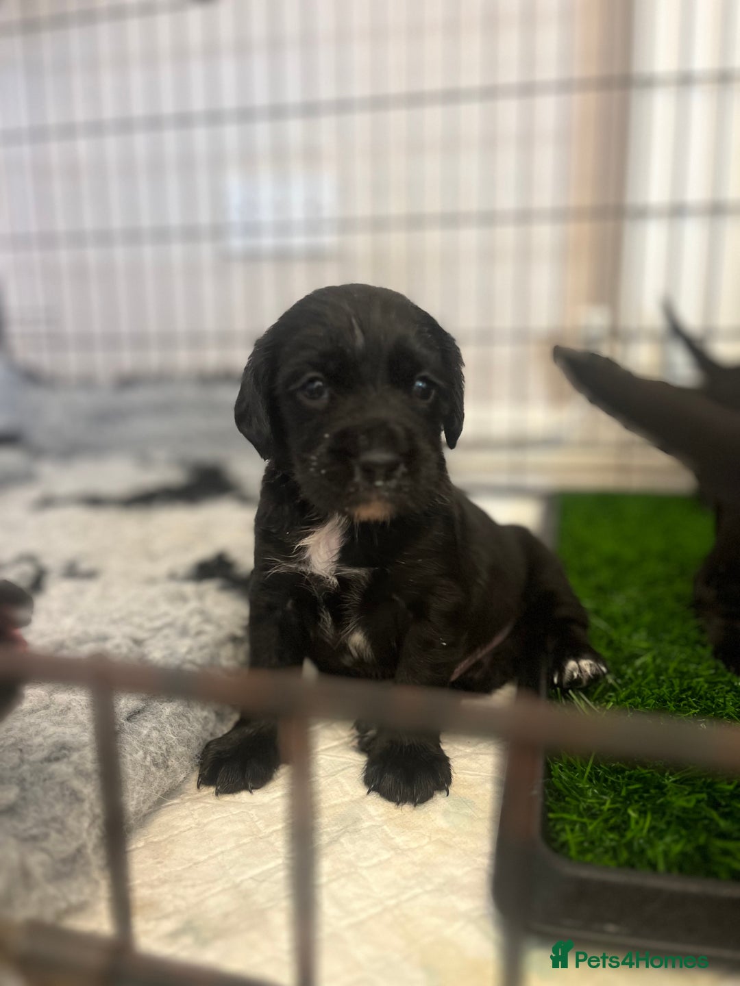 Springador dogs for sale: Last Springador girl left, ready to leave now - Image 16