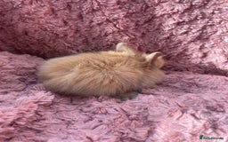 Lionhead rabbits for sale: Lionhead bunnies - Image 17