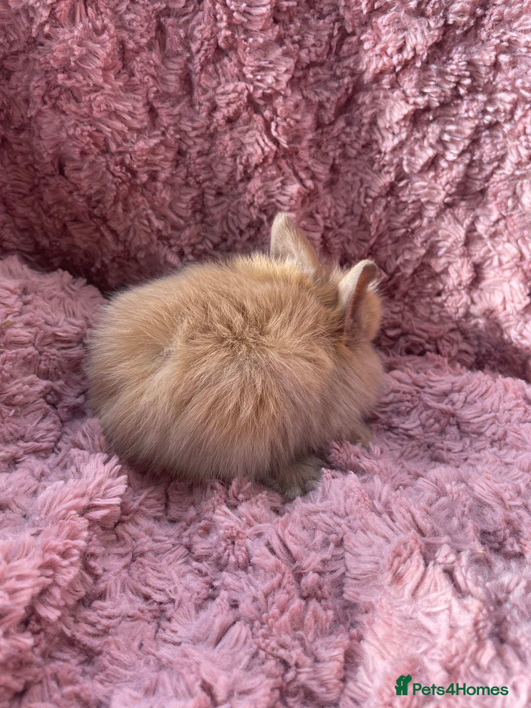 Lionhead rabbits for sale: Lionhead bunnies - Image 17