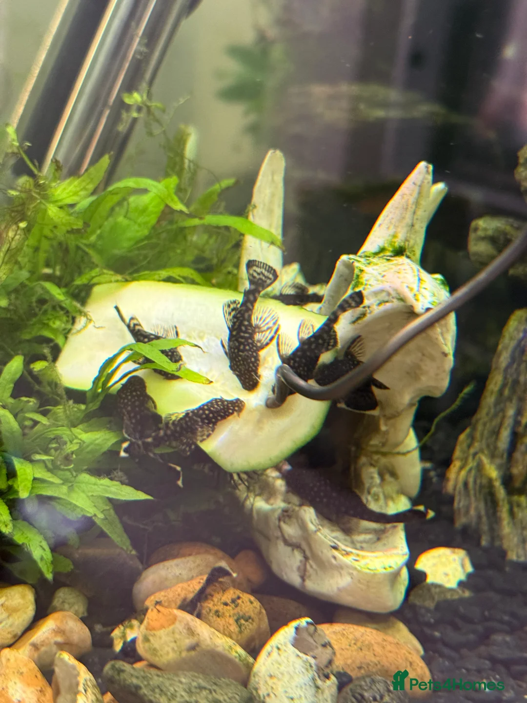 Plecos fish for sale: Bristlenose plecos  in Bury Saint Edmunds - Advert 2