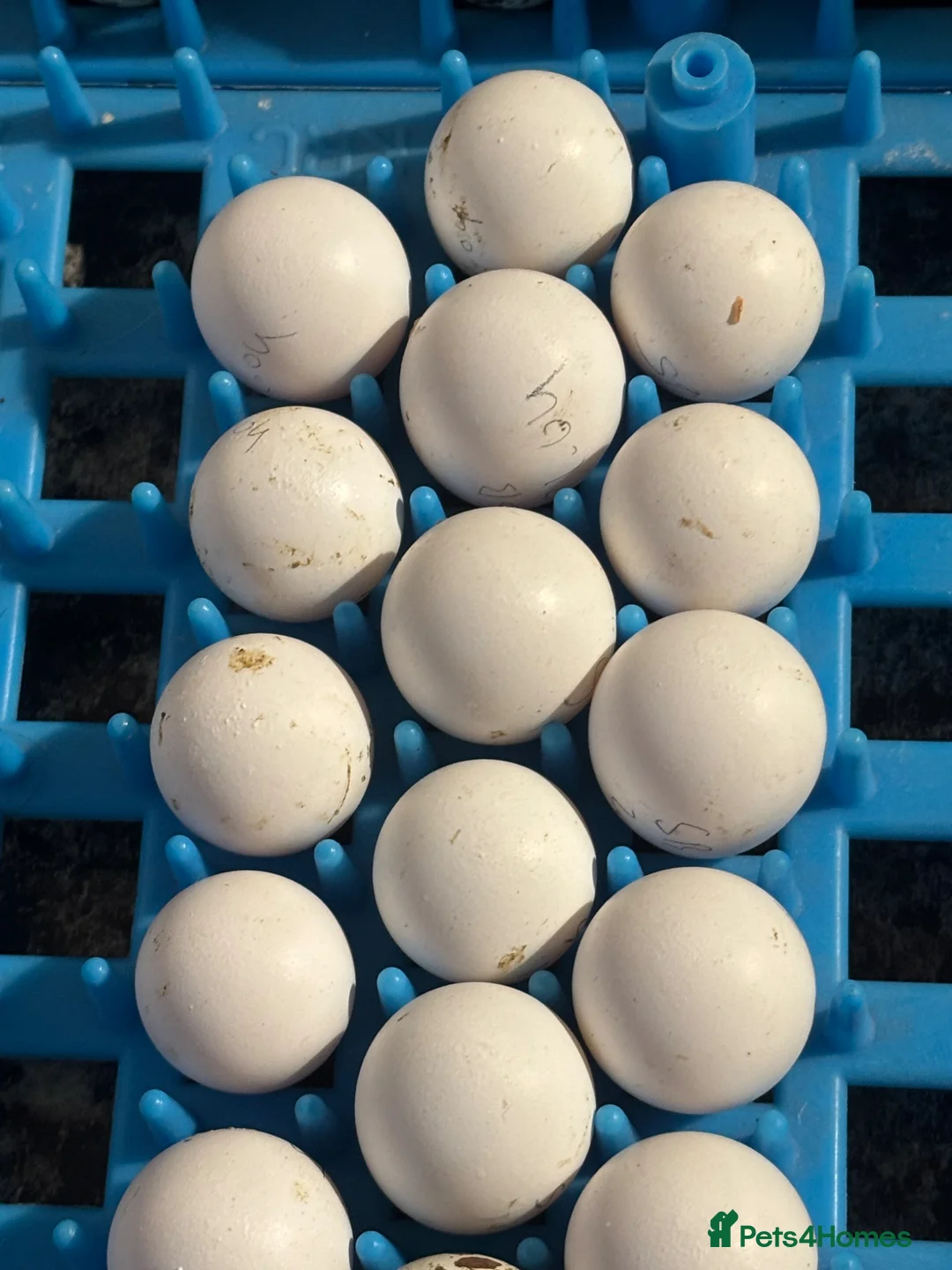 Quail poultry for sale: Snowflake Bobwhite Hatching eggs  - Advert 2