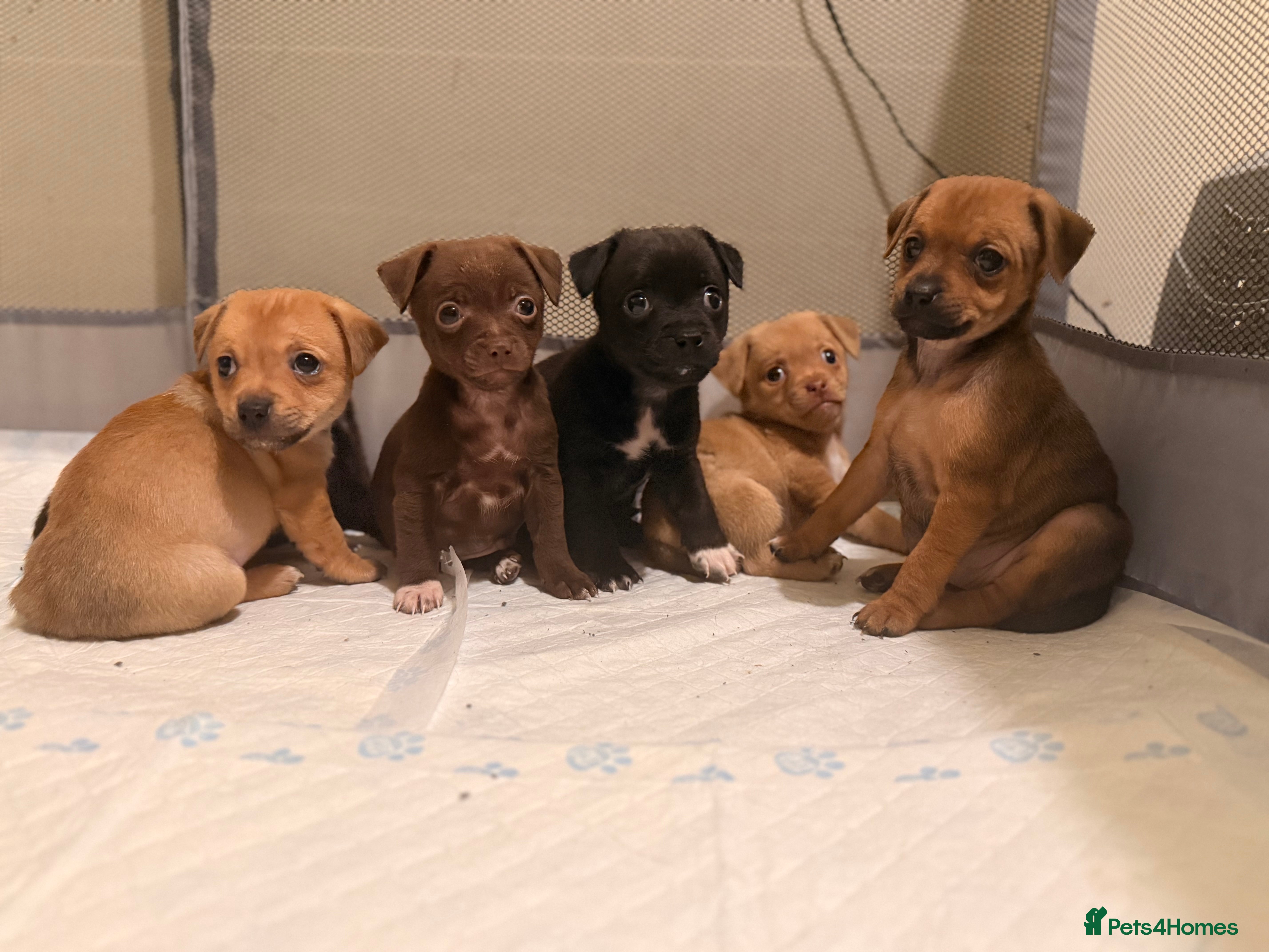 Mixed Breed dogs 6 jackmix puppies ready end of December  - Advert 8