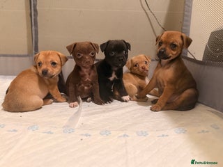 Mixed Breed dogs 6 jackmix puppies ready end of December - Advert 8