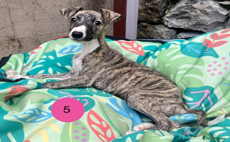 Whippet dogs in Whitland - Advert 1
