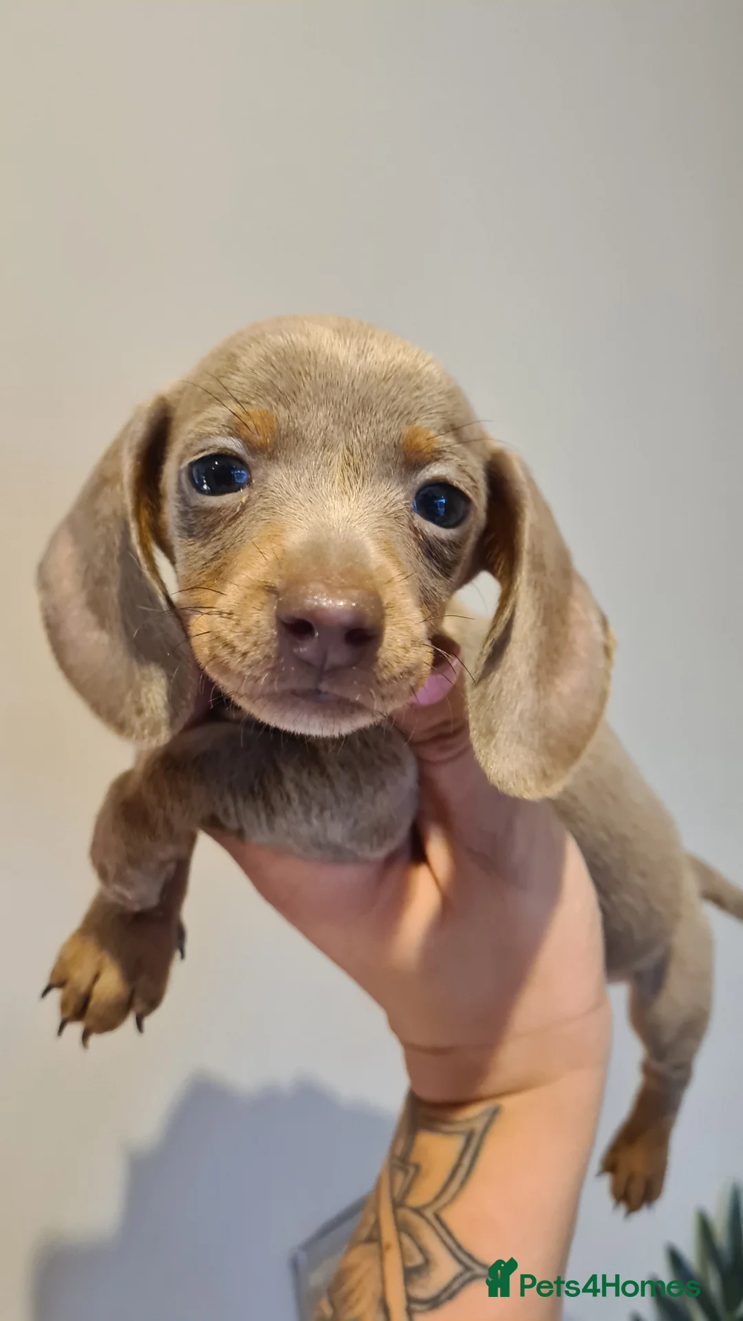 Miniature Dachshund dogs for sale: Lilac dapple daxies ready soon 3 girls 2 boys left - Advert 13