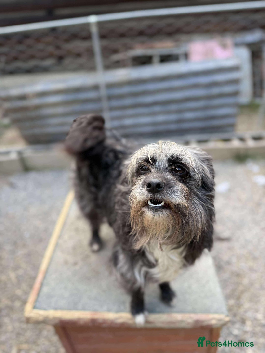 Mixed Breed dogs for adoption: Chewie - tiny girl looking for a home of her own! - Image 1