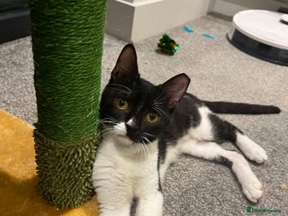 Mixed Breed cats DAISY GIRL CUTE as BUTTON KITTEN USED 2 CALM DOG - Advert 6