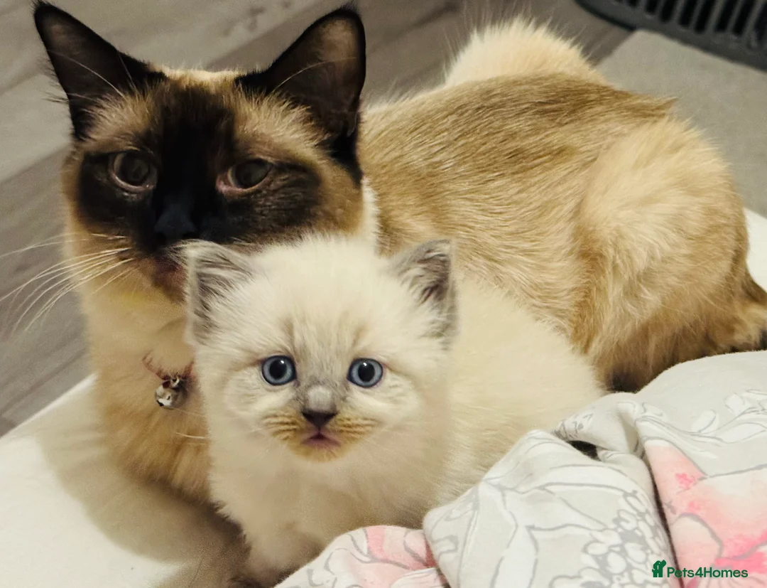 Siamese cats for sale: L5 3QQ - Advert 1