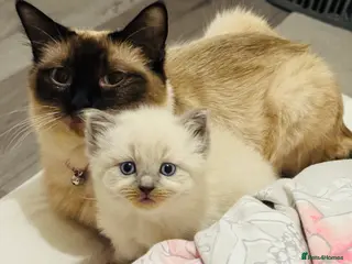 Siamese cats L5 3QQ - Advert 1